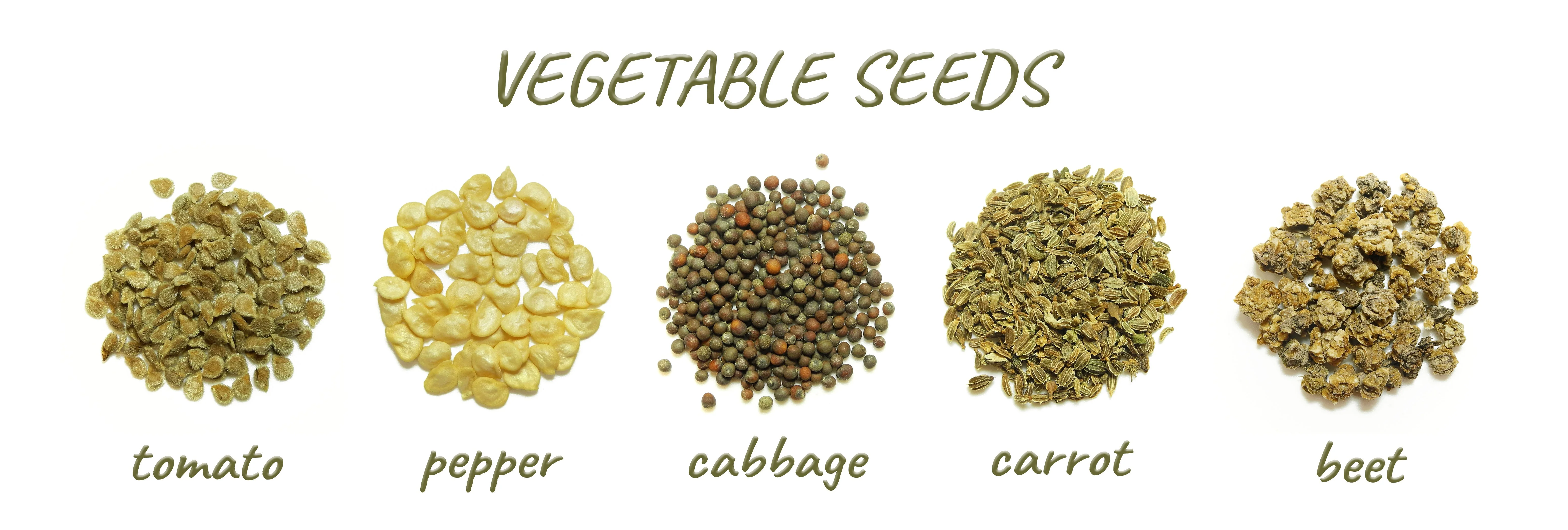 Madhu Seeds & Suppliers